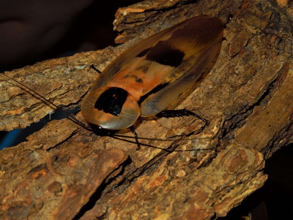 Cave Cockroach