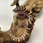 Central-American-Banded-Gecko
