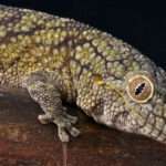 Chameleon-Geckos