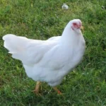 Chantecler-Chicken