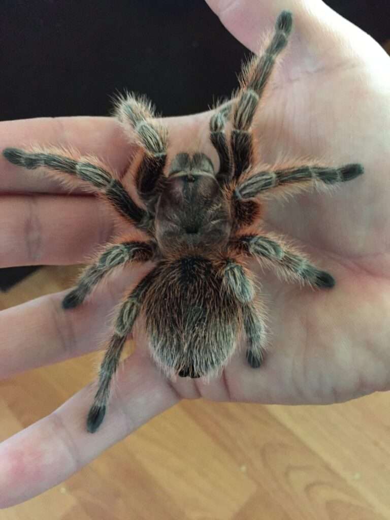 Chilean Rose Tarantula