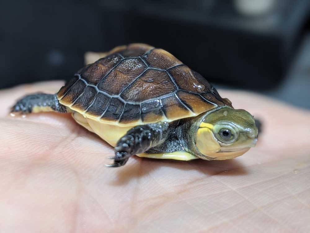 Chinese Box-Turtle