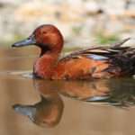 Cinnamon-teal Duck