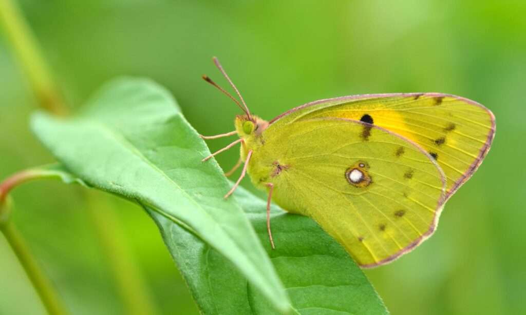 Clouded Yellow Butterfly