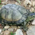 Coahuilan-Box-Turtle