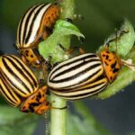 Colorado Potato Beetle