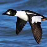 Common Goldeneye Duck