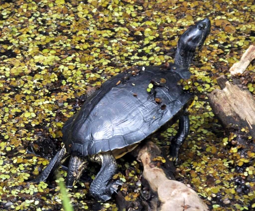 Common Musk Turtle