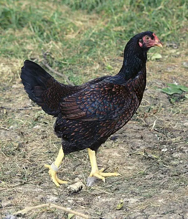 Cornish Chicken-