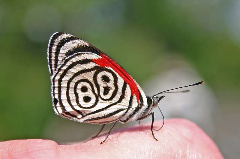 Cramer's Eighty-Eight Butterfly