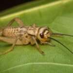 Crickets-bug