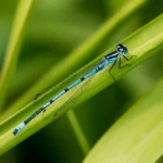 Damsel-flies