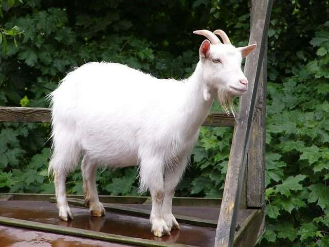 Danish Landrace Goats