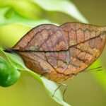 Dead-Leaf Butterfly