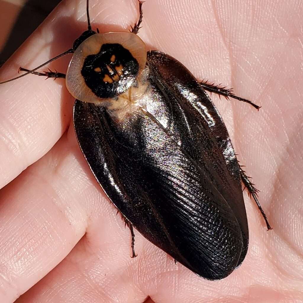 Death's Head Cockroach (Blaberus craniifer)