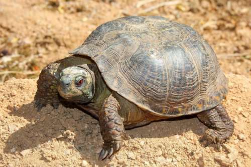 Desert Box-turtle