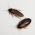Dubia Cockroaches (Blaptica dubia)