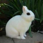 Dwarf Hotot Rabbit Breed