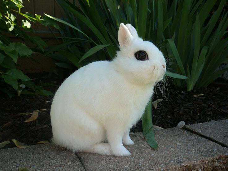 Dwarf Hotot Rabbit Breed