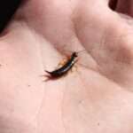 Earwig