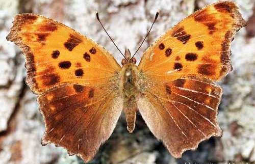 Eastern-Comma Butterfly