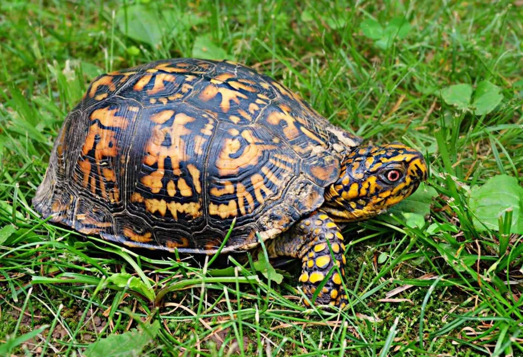 Eastern-box-turtle