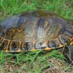 Eastern river cooter turtle