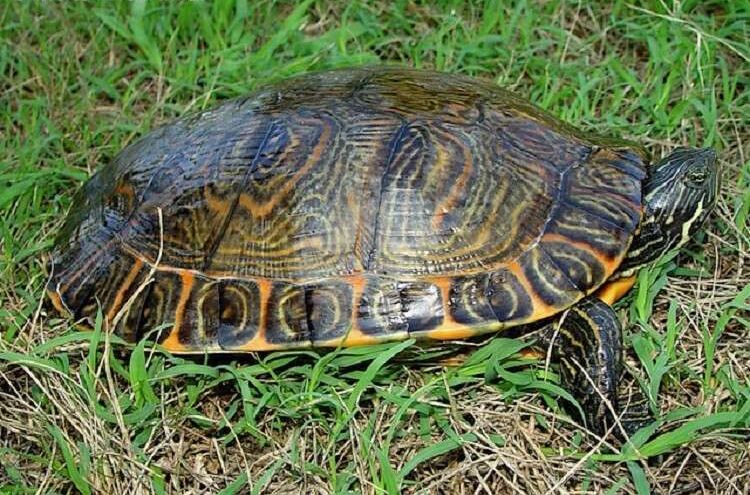 Eastern river cooter turtle
