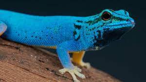 Electric Blue Day Gecko