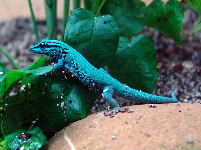 Electric-Blue Day Gecko