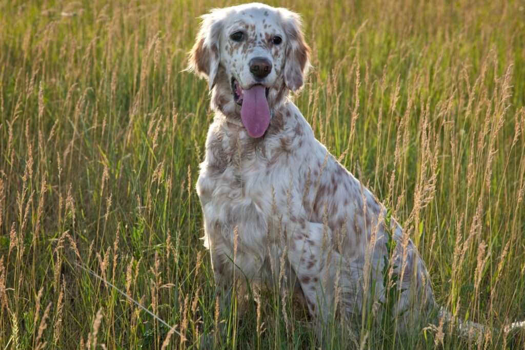 english setter