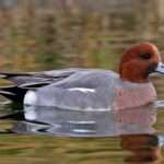 Eurasian Wigeon Duck