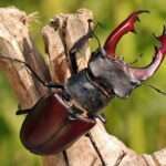 European Stag Beetle