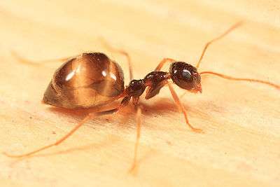 False-Honey Ants