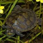 False MapTurtle