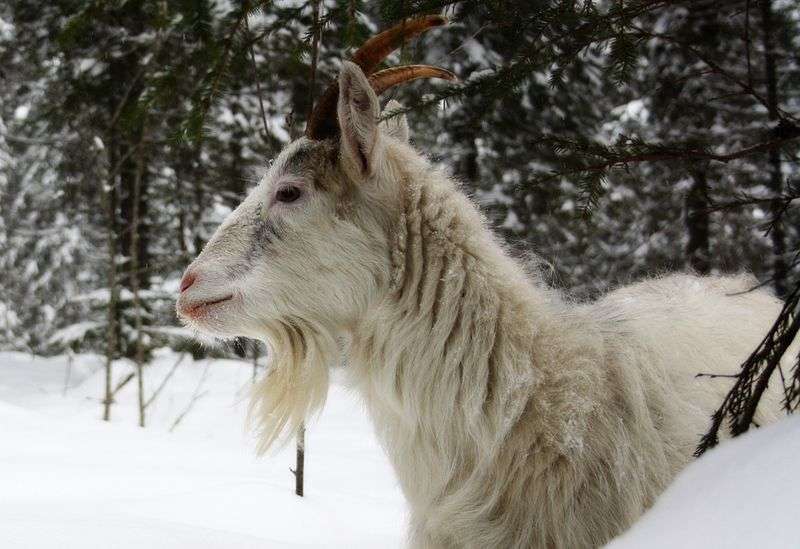 Finnish_Landrace_goat_white