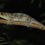 Fish scale-gecko