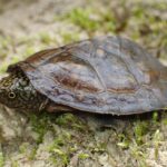 Flattened Musk Turtle