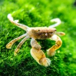 FreshWater Pom Pom Crab