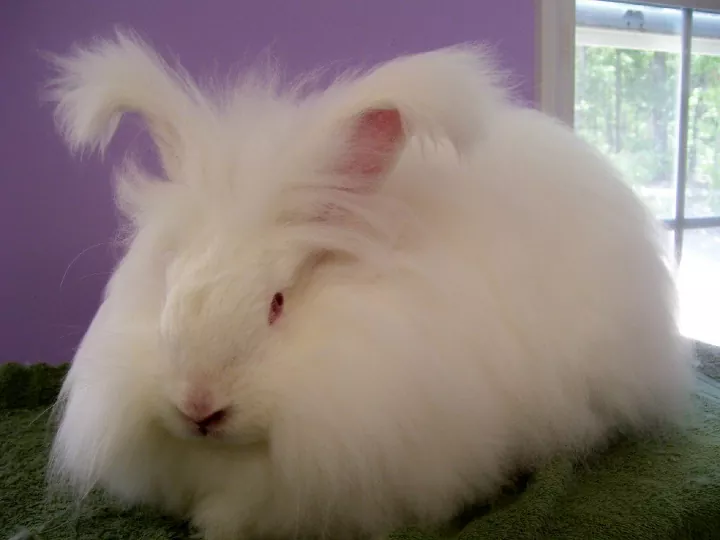 Giant Angora