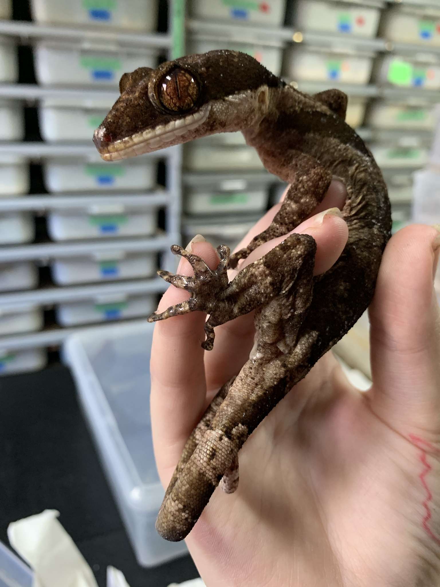 Giant Bent-Toed Gecko