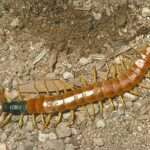 Giant-Desert-Centipede