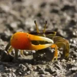 Gold Claw Crab