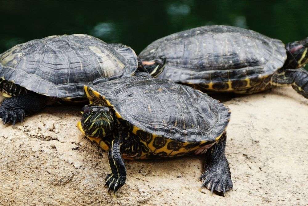 Golden-Thread-Turtle