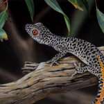 Golden tail-Strophurus Gecko