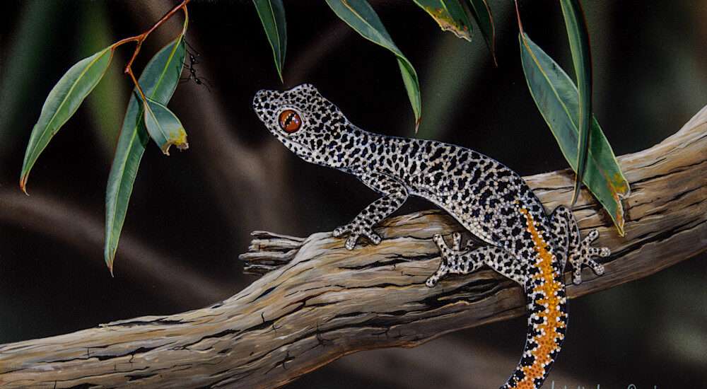 Golden tail-Strophurus Gecko