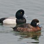 Greater-Scaup-duck