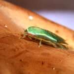 Green Banana-Cockroach
