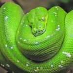 Green-Tree-Python-header