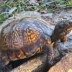 Gulf Coast Box-Turtle
